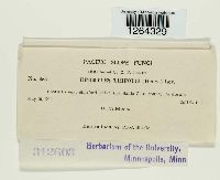 Uromyces trifolii image