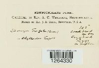 Uromyces trifolii image