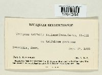 Uromyces trifolii-repentis image