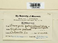 Uromyces trifolii-repentis image