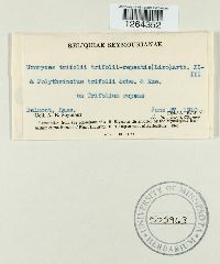 Uromyces trifolii-repentis image