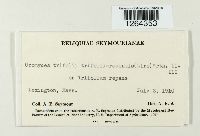 Uromyces trifolii-repentis image