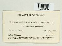 Uromyces trifolii-repentis image