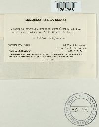 Uromyces trifolii-repentis image