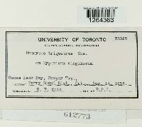 Uromyces triquetrus image