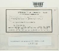 Uromyces triquetrus image