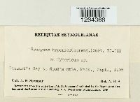 Uromyces triquetrus image