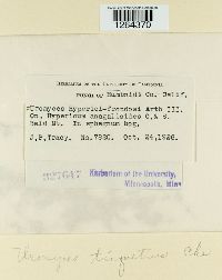 Uromyces triquetrus image