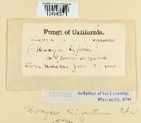 Uromyces triquetrus image