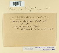 Uromyces triquetrus image