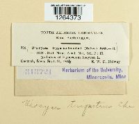 Uromyces triquetrus image