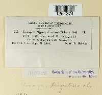 Uromyces triquetrus image