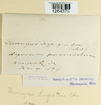 Uromyces triquetrus image