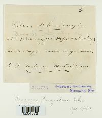 Uromyces triquetrus image