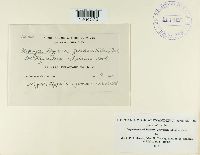 Uromyces triquetrus image