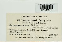 Uromyces triquetrus image