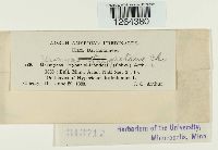 Uromyces triquetrus image