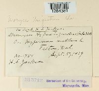 Uromyces triquetrus image