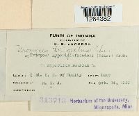 Uromyces triquetrus image