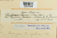 Uromyces triquetrus image