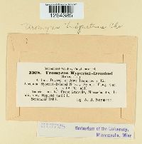 Uromyces triquetrus image