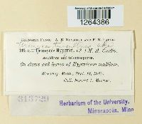 Uromyces triquetrus image