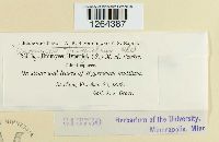 Uromyces triquetrus image