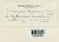 Uromyces triquetrus image