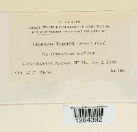 Uromyces triquetrus image