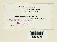 Uromyces triquetrus image