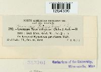 Uromyces triquetrus image