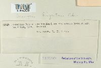 Uromyces triquetrus image