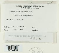 Uromyces triquetrus image