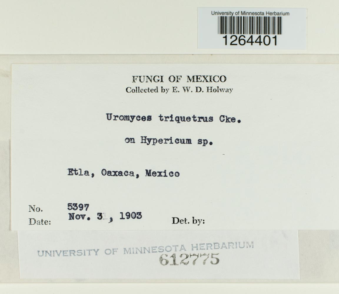 Uromyces triquetrus image