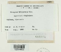 Uromyces triquetrus image