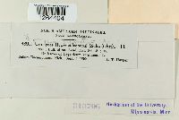 Uromyces triquetrus image