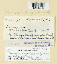 Uromyces triquetrus image