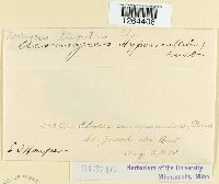 Uromyces triquetrus image