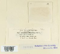 Uromyces triquetrus image