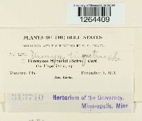 Uromyces triquetrus image