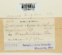 Uromyces triquetrus image