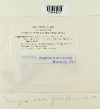 Uromyces viciae-fabae image