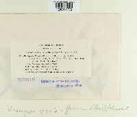 Uromyces viciae-fabae image