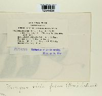 Uromyces viciae-fabae image