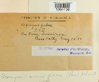 Uromyces viciae-fabae image