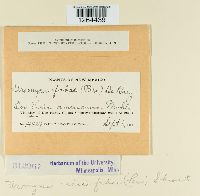 Uromyces viciae-fabae image