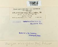 Uromyces viciae-fabae image