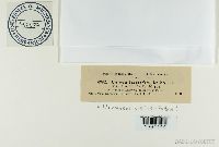 Uromyces viciae-fabae image