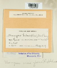 Uromyces viciae-fabae image