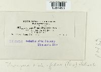 Uromyces viciae-fabae image